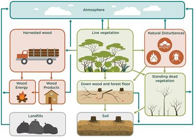 Modeling climate-smart forest management and wood use for climate mitigation potential in Maryland and Pennsylvania